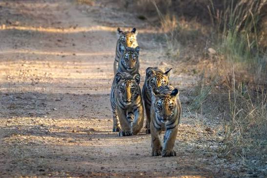 Bengal Tiger in Nepal: Facts, Pugmarks, Life Span, Where to See Them and Best Time to Go